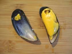 olm
